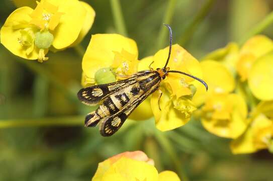 Image of Chamaesphecia empiformis