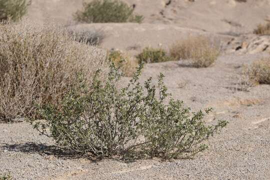 Image of Tetraena dumosa (Boiss.) Beier & Thulin