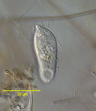Image of Enchelyidae