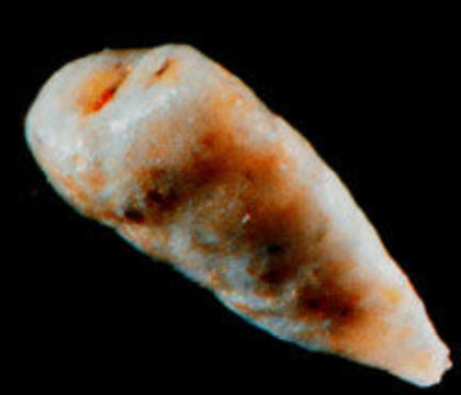 Image of Textulariida