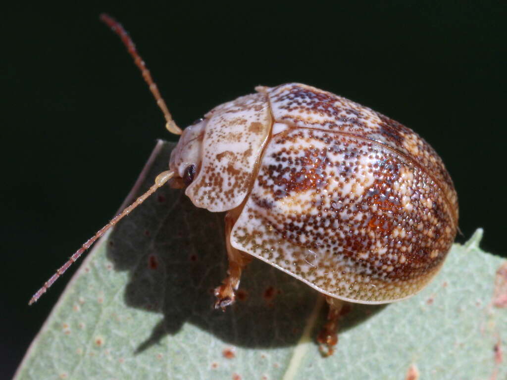 Paropsis charybdis的圖片