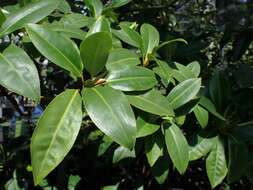 Image of Oriental mangrove