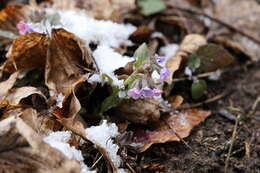 Image of Pulmonaria obscura Dumort.