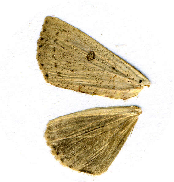 Image of Dead-wood Borer Moth