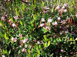 Image of Bog Cranberry