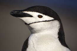 Image of Chinstrap Penguin