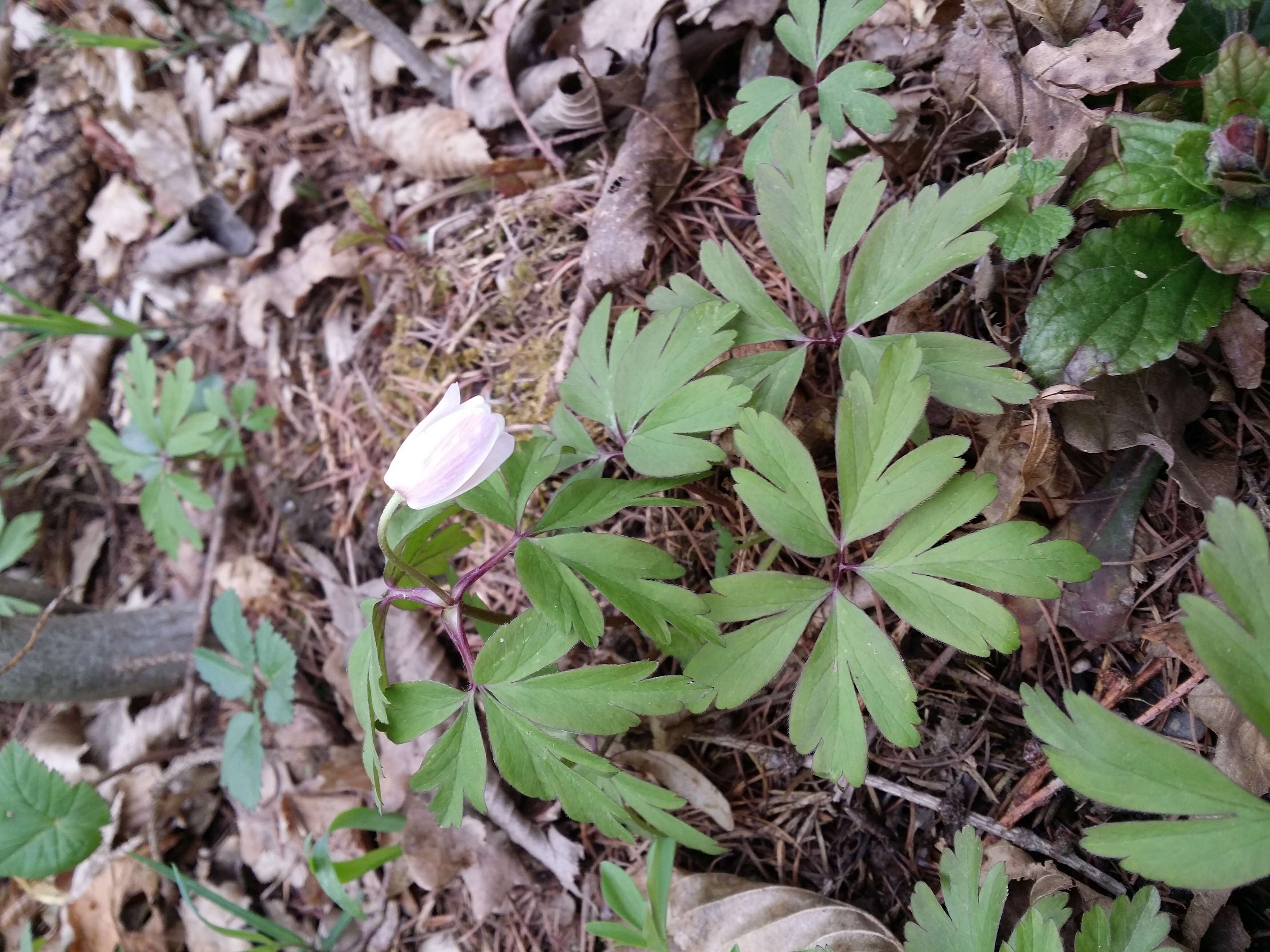 Imagem de Anemone nemorosa L.