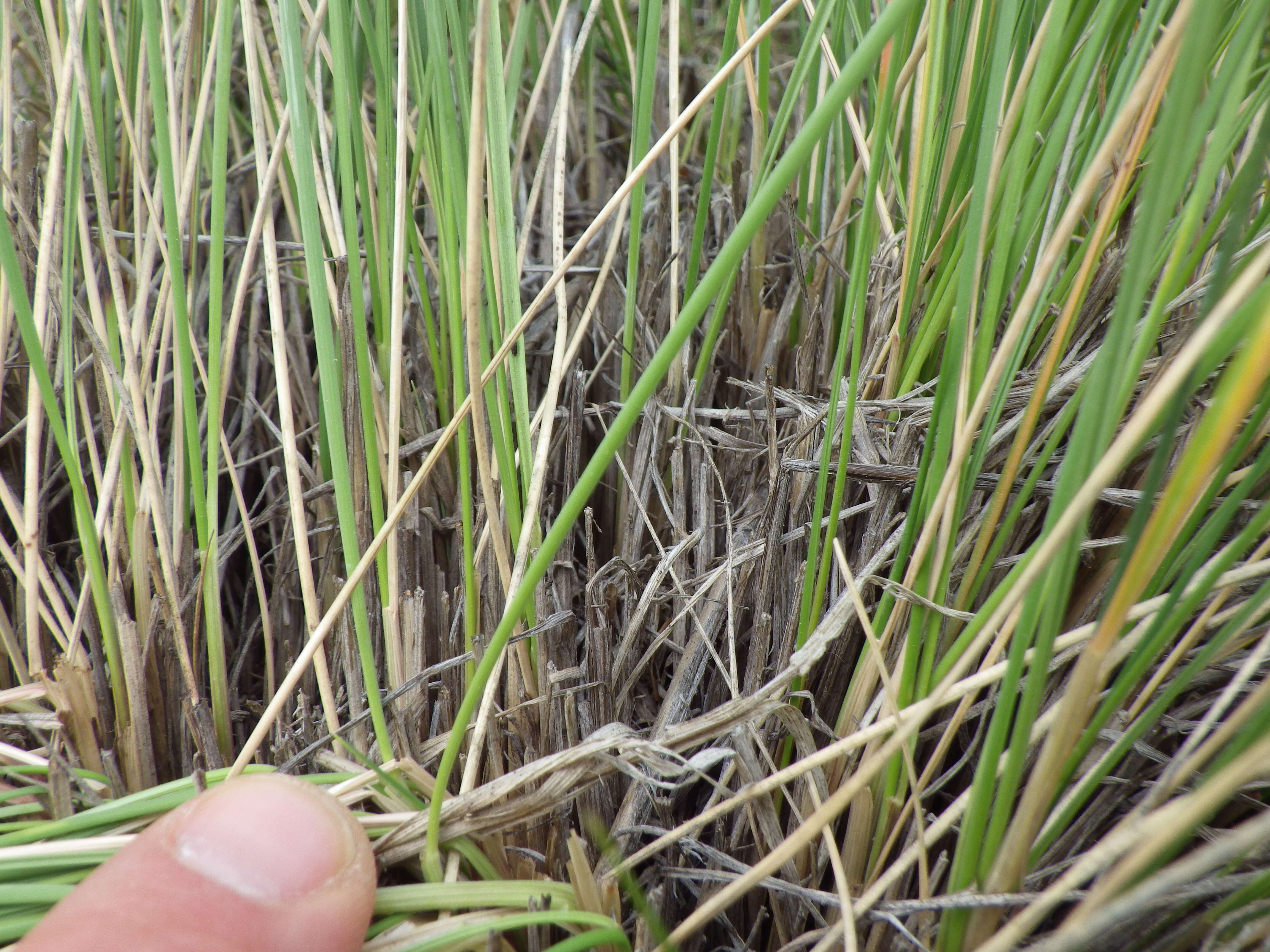 Plancia ëd Festuca campestris Rydb.