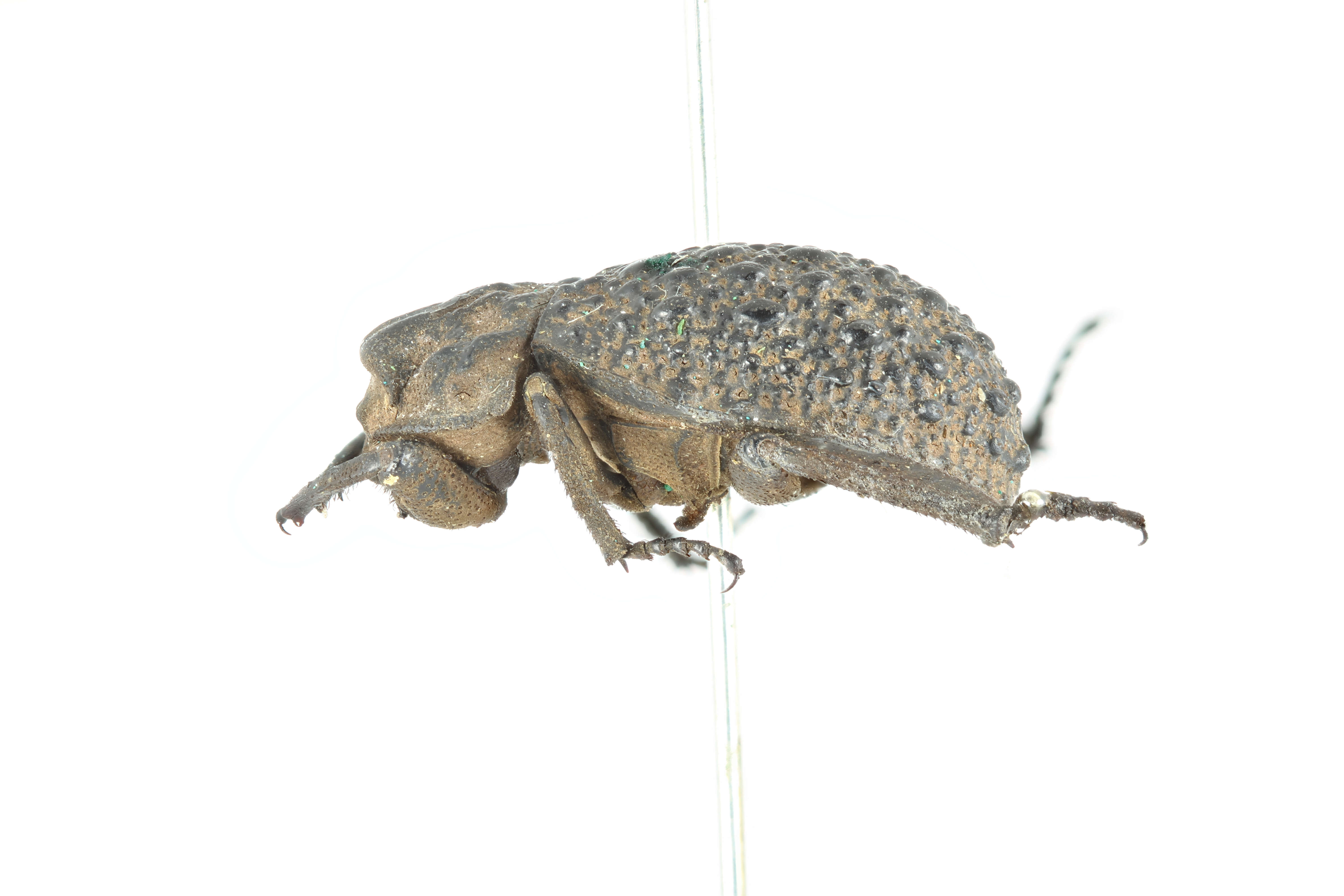 Image of Polynoncus bullatus (Curtis 1844)