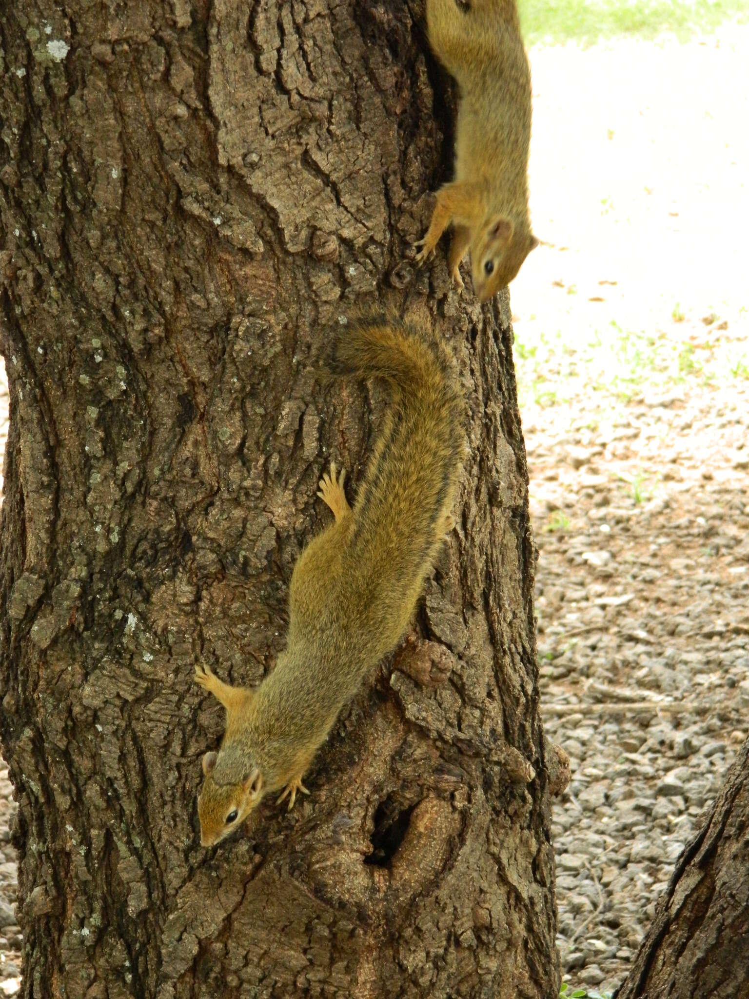 Image of Ochre Bush Squirrel