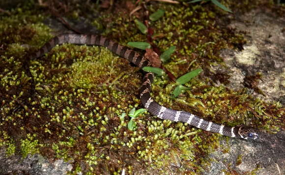 Image of Tropical Snail-eater