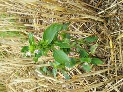 Image of lesser hemp-nettle