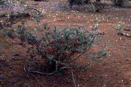 Image of Grevillea deflexa F. Müll.