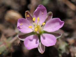 Plancia ëd Spergularia rubra (L.) J. Presl & C. Presl