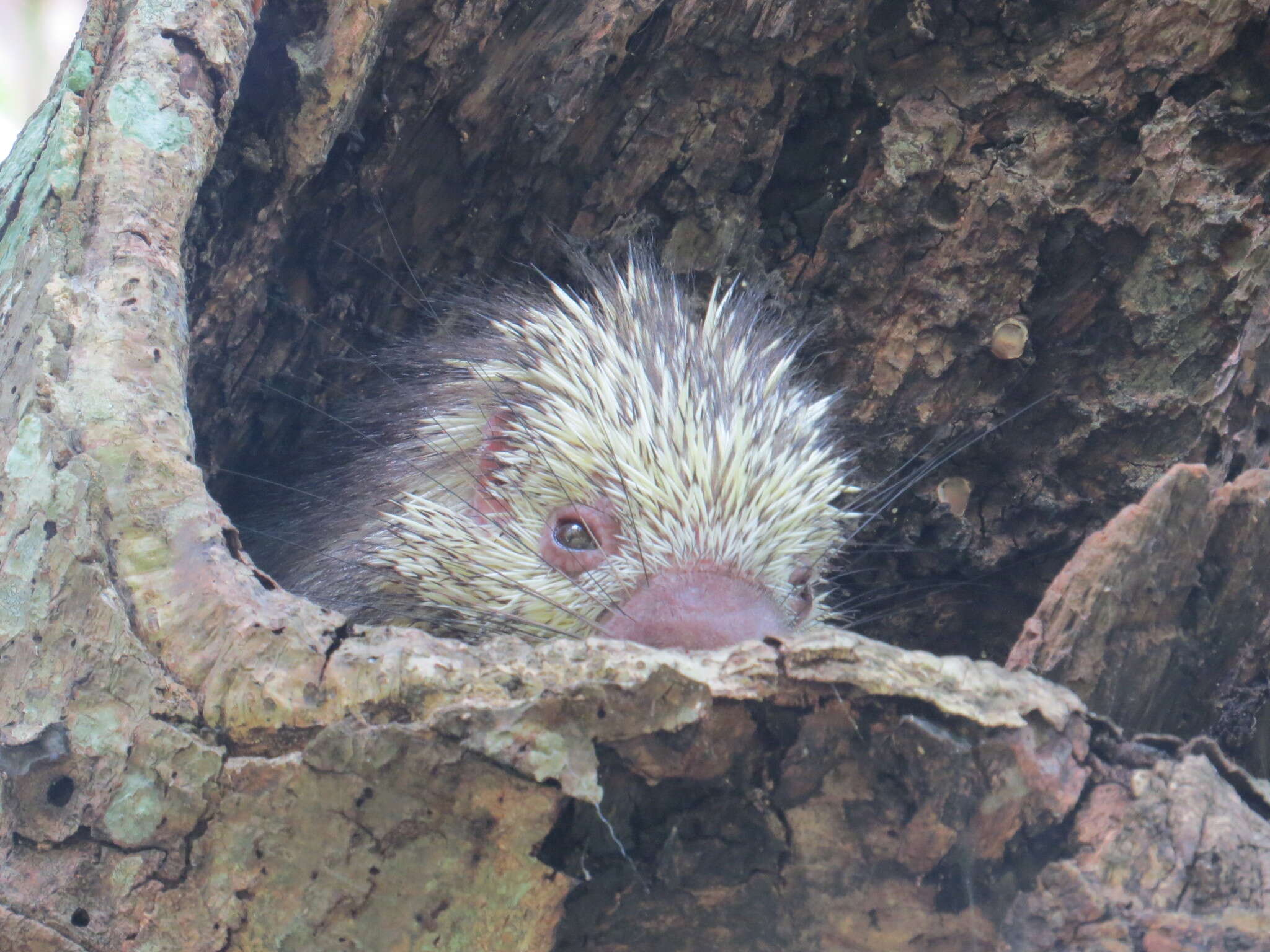 Image of Hairy Dwarf Porcupines