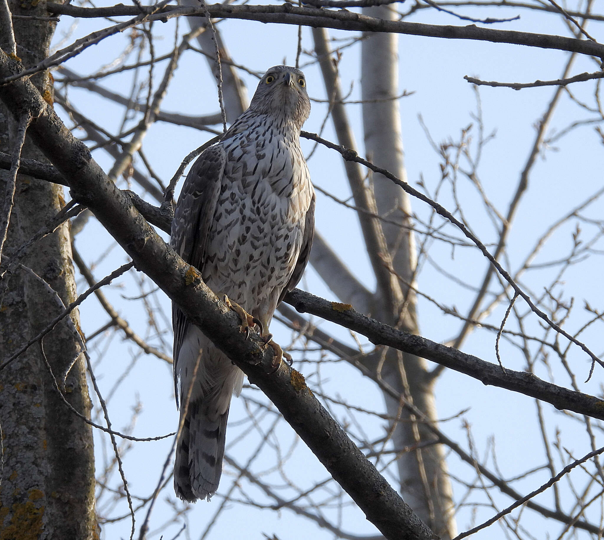 Image of Eurasian Goshawk