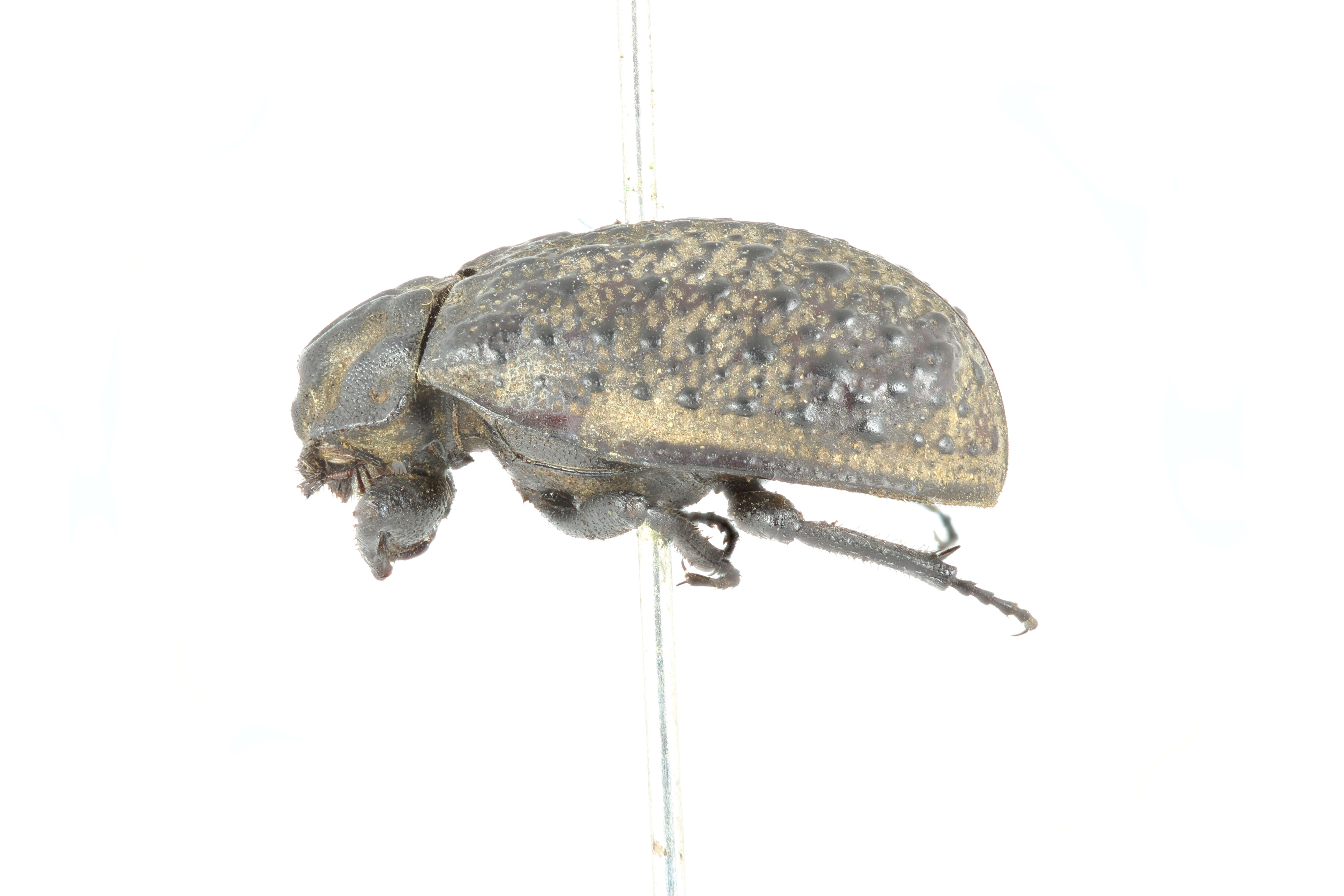 Image of Polynoncus brevicollis (Eschscholtz 1822)