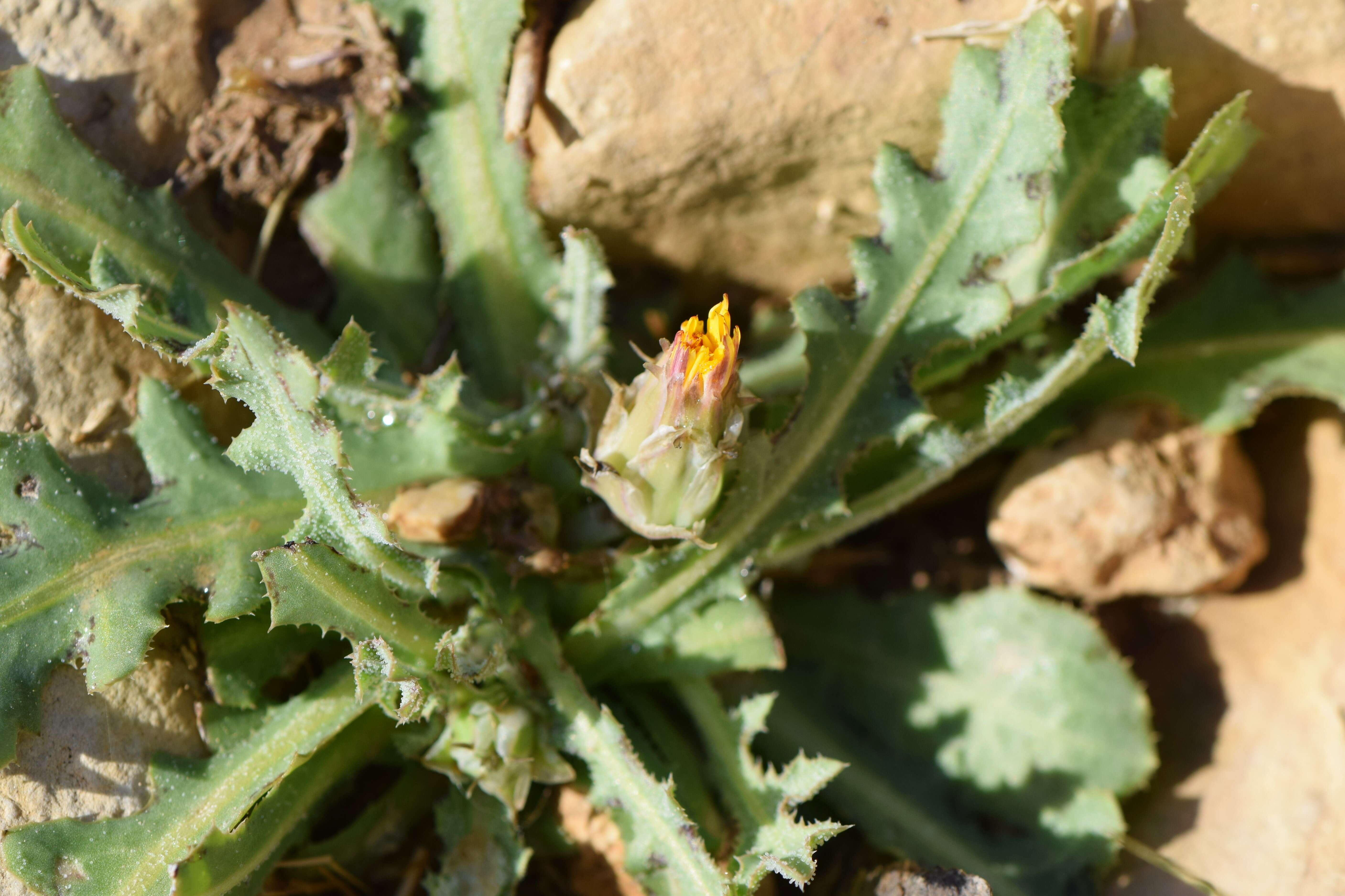 Image of False sowthistle