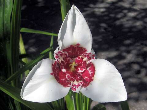 Image of Mexican Shellflower