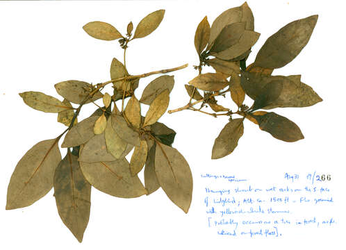 Imagem de Coprosma lanceolaris F. Muell.