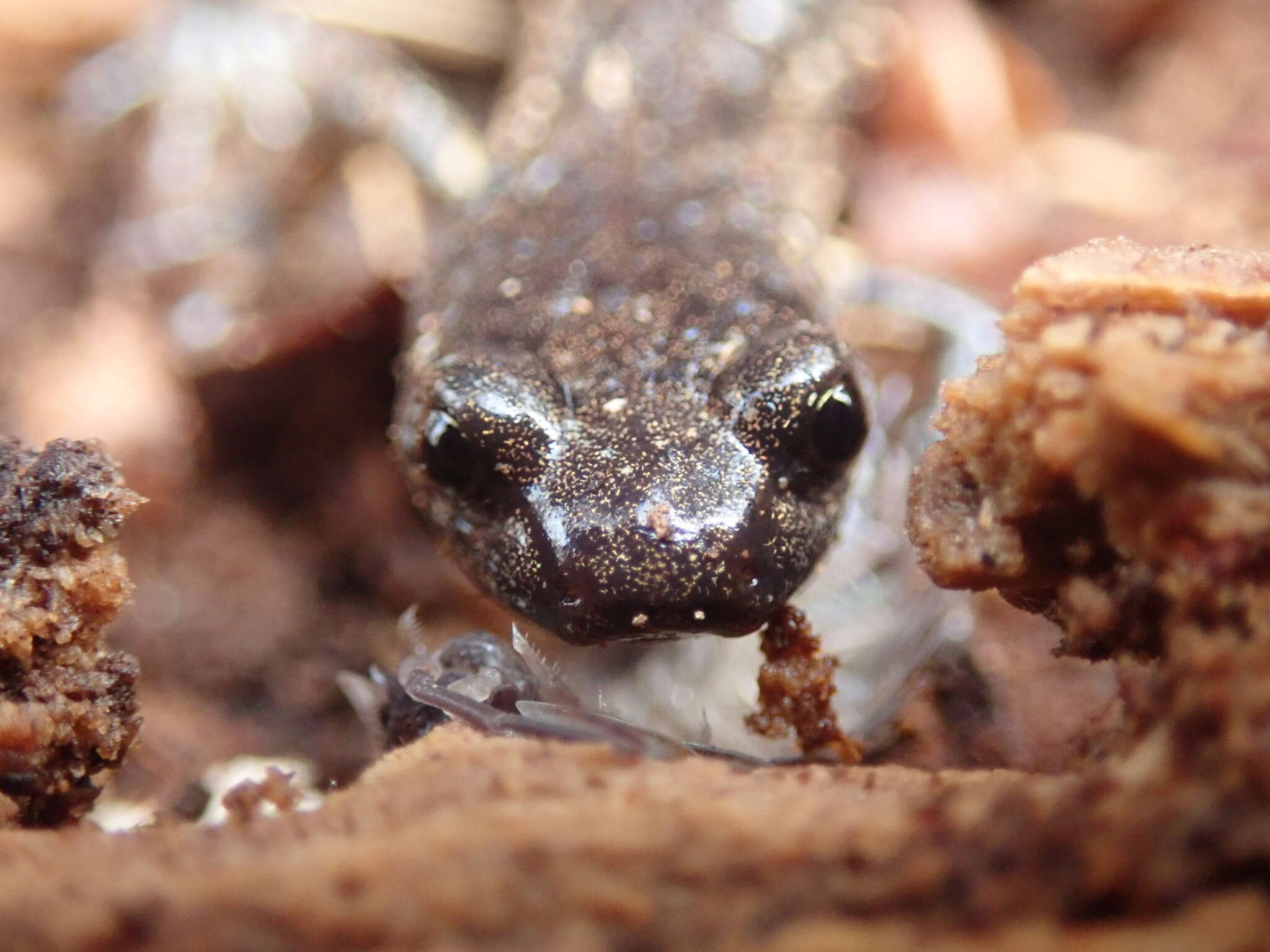 Image of Wandering Salamander