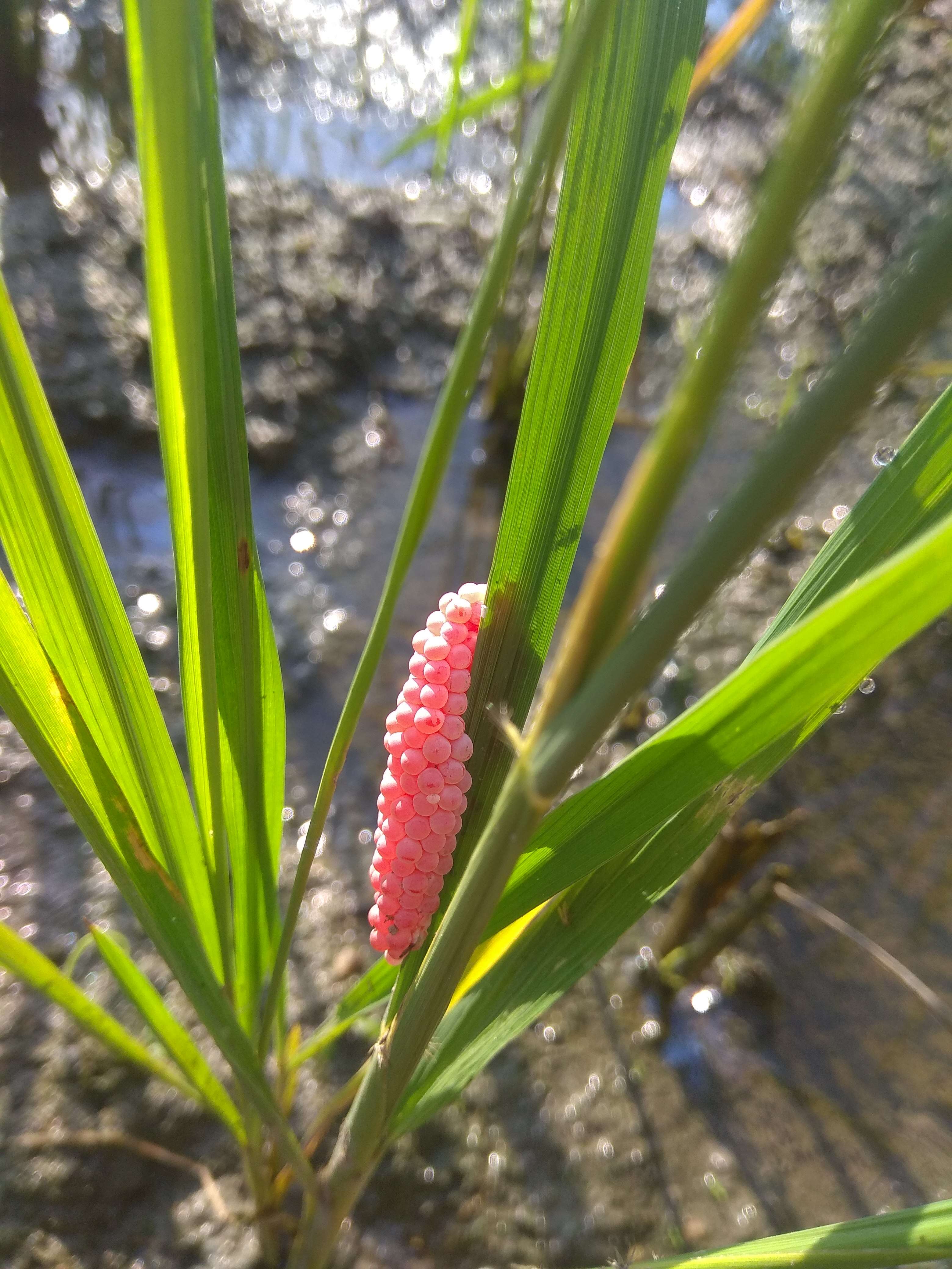 Image of Channeled Applesnail