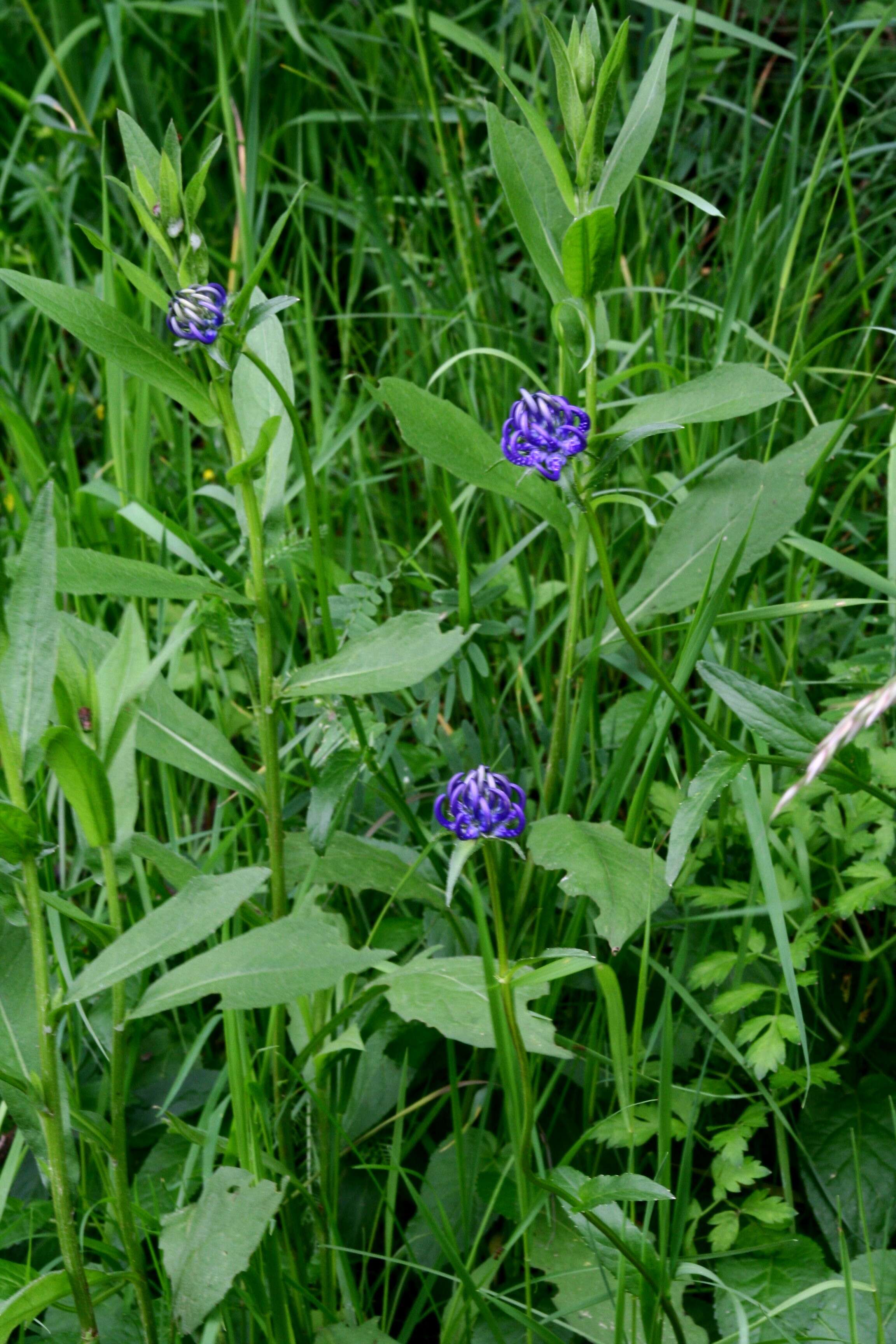 Image of Phyteuma orbiculare L.