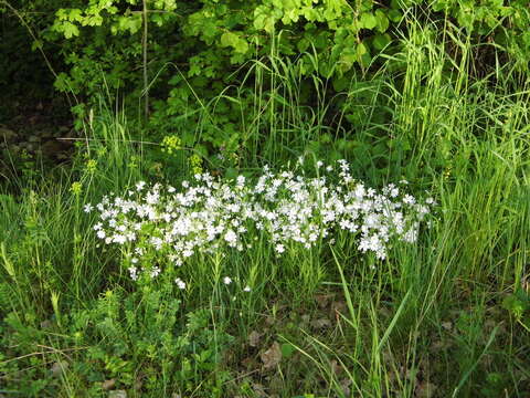 Слика од Stellaria holostea L.