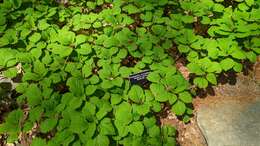 Image of Allegheny-spurge