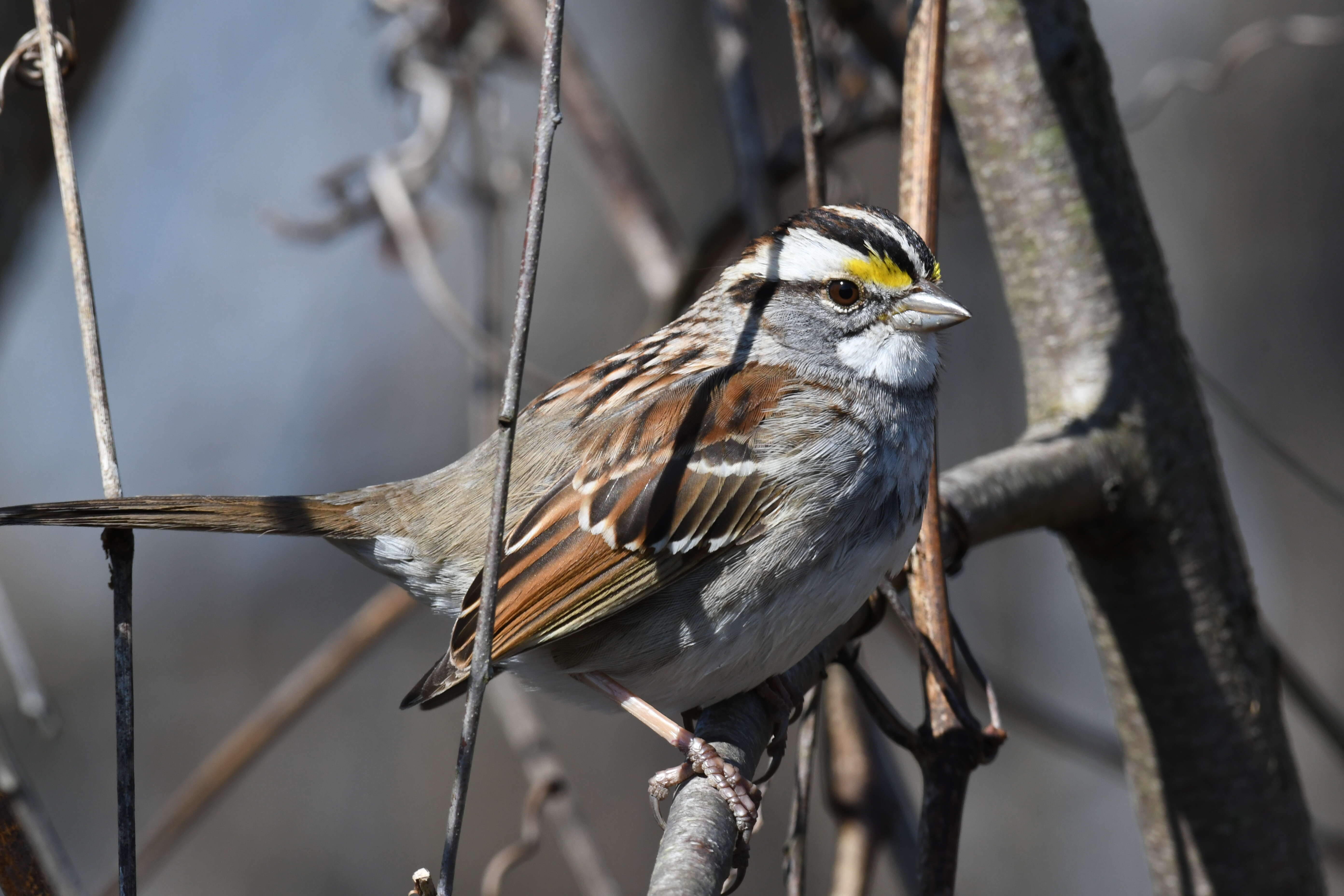 Image of White-throated Sparrow