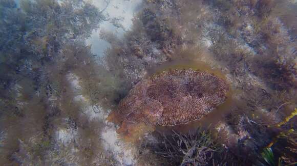 Image of Giant Australian Cuttlefish