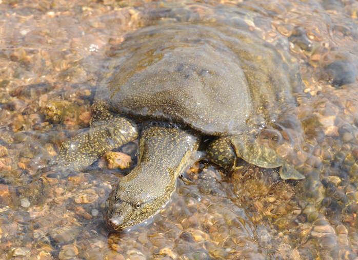 Image of Northern Chinese softshell turtle