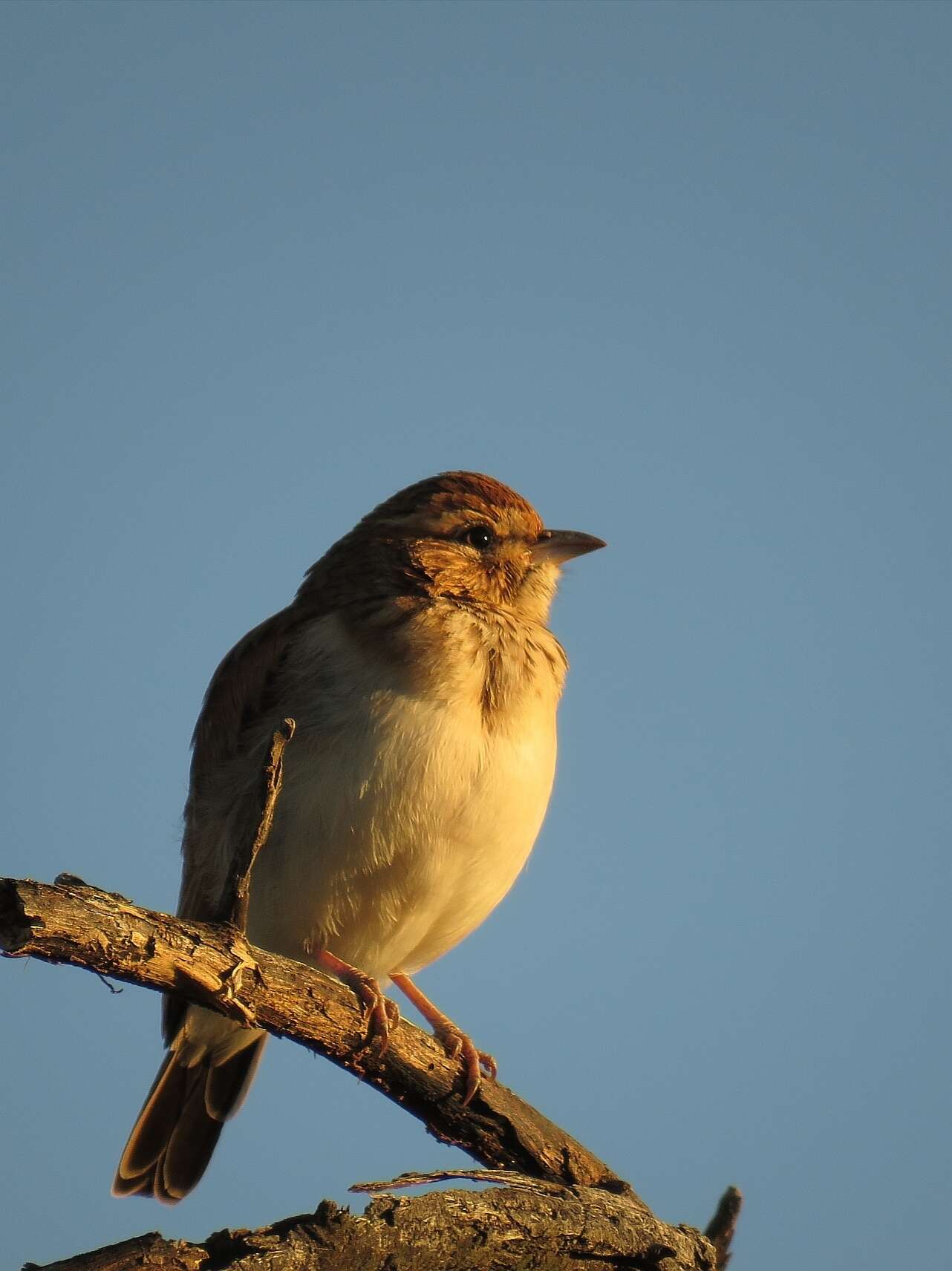 Image of Fawn-colored Lark