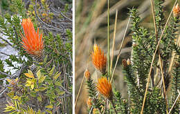 Image of flower of the Andes