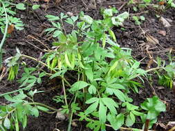 Image of bird-in-a-bush