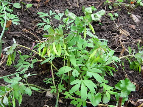 Plancia ëd Corydalis solida (L.) Clairv.