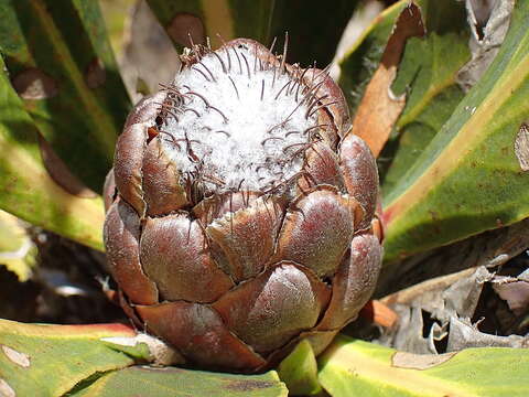 Image of Protea vogtsiae Rourke