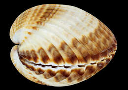 Image of Moroccan cockle