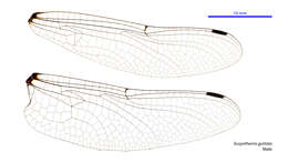 Image of Eusynthemis guttata (Selys 1871)