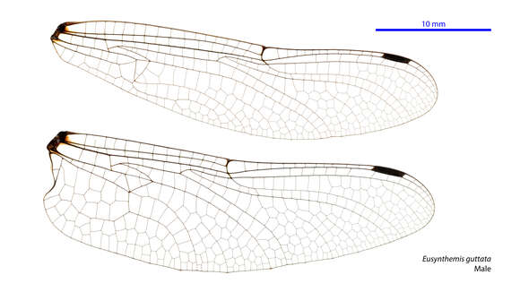 Image of Eusynthemis guttata (Selys 1871)