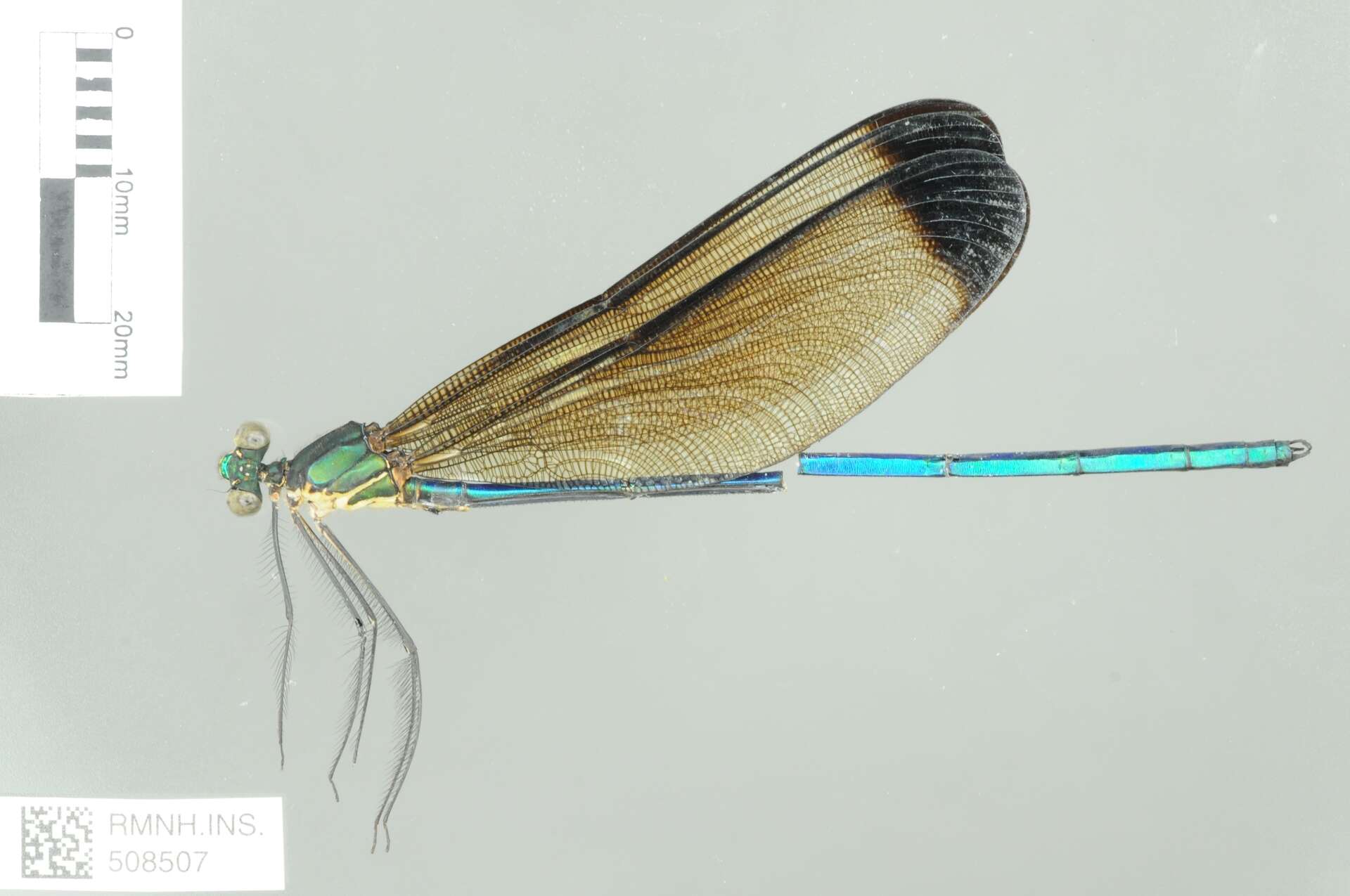 Image of Atrocalopteryx melli (Ris 1912)