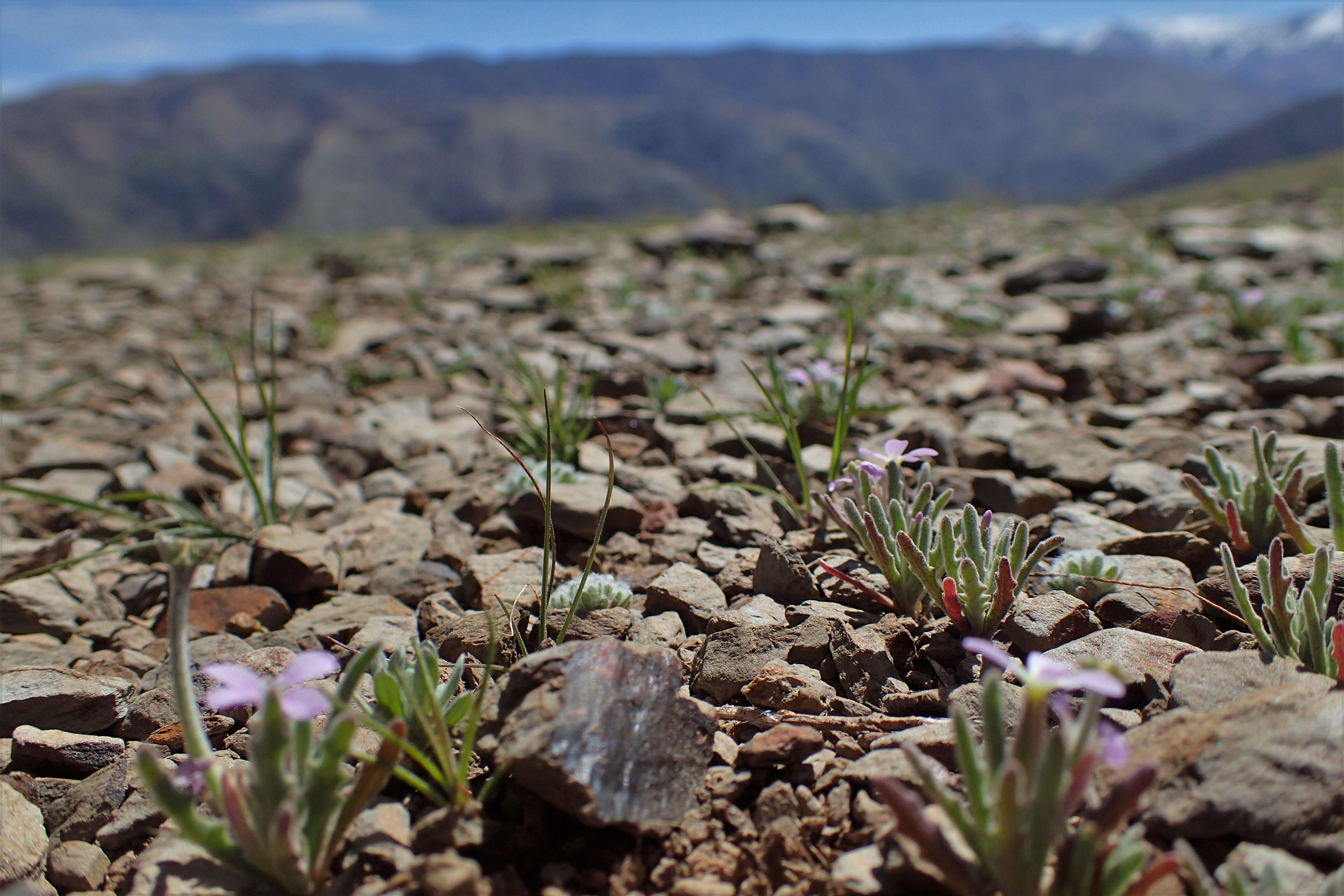 Plancia ëd Matthiola parviflora (Schousb.) W. T. Aiton