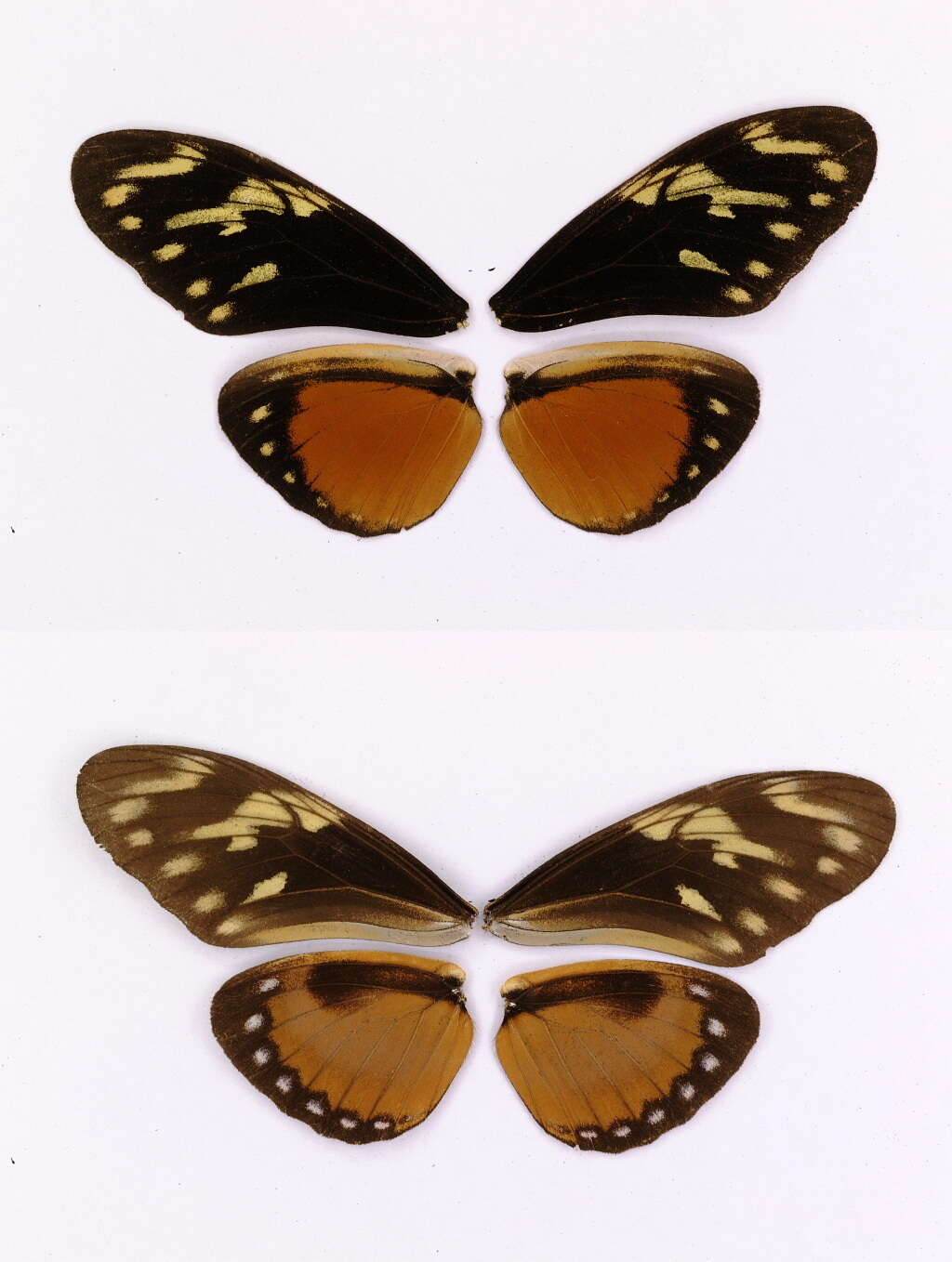 Image of Heliconius hecalesia Hewitson 1853