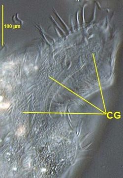 Image of Stichotrichida
