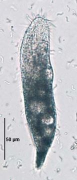 Image of Stichotrichida