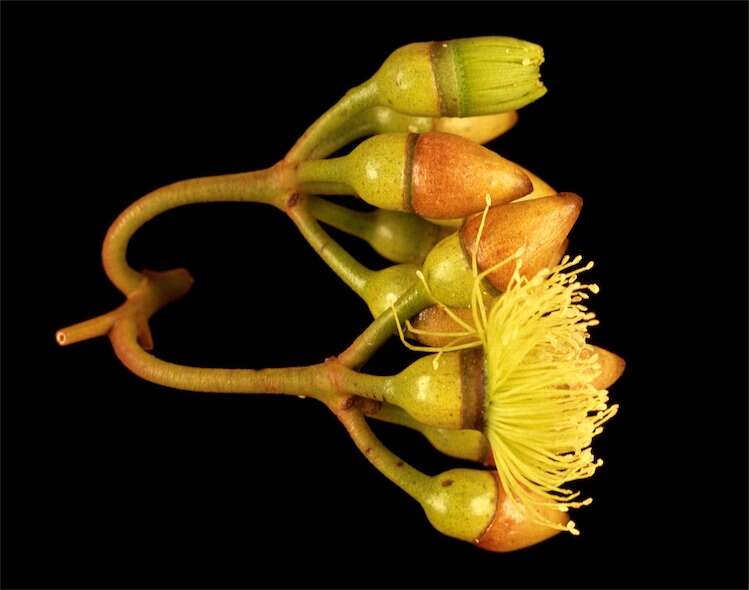 Image of Cap-Fruited Mallee