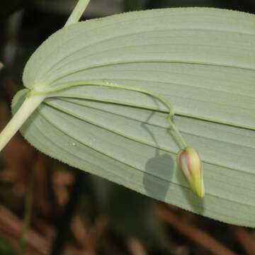 Image of claspleaf twistedstalk