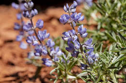 Image of Silver-stem Lupine