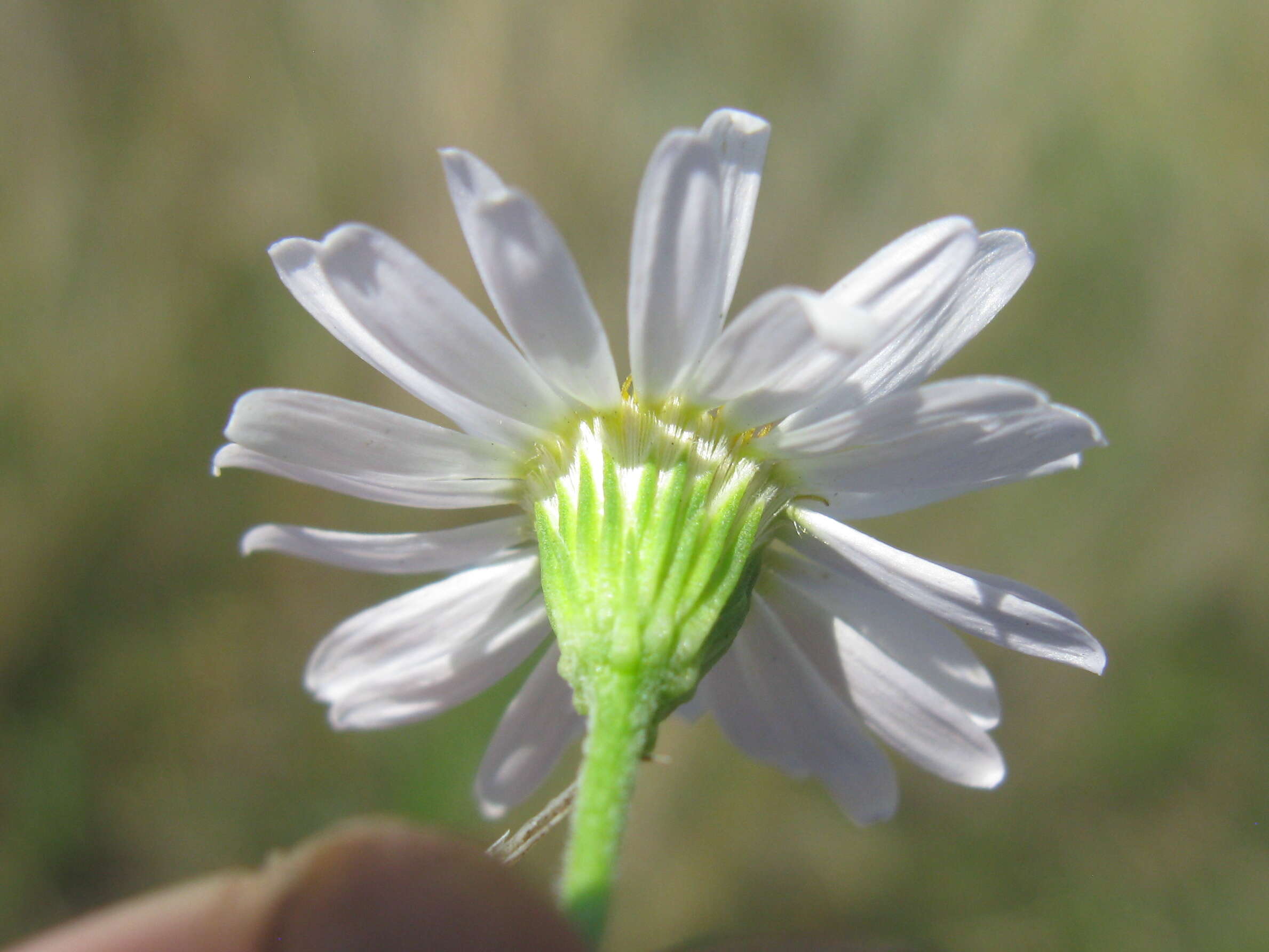 Image of Minuria leptophylla DC.