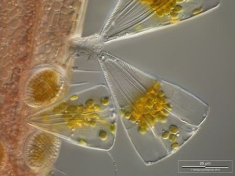 Image of Fragilariophyceae